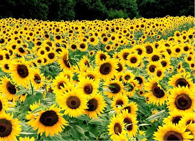 sunflower honey-01.jpg